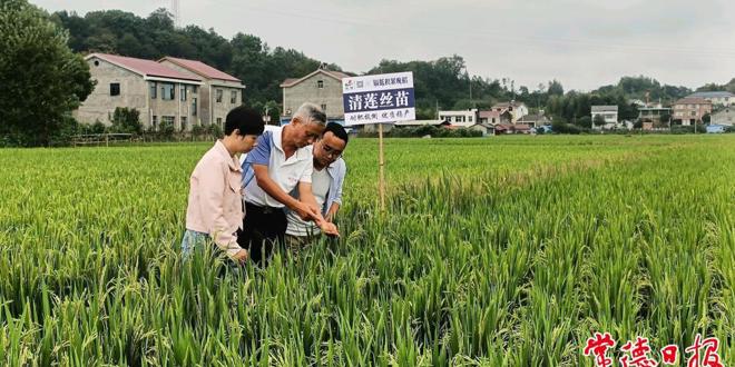 寒露风到来，晚稻生产如何应对？常德水稻专家现场把脉支招